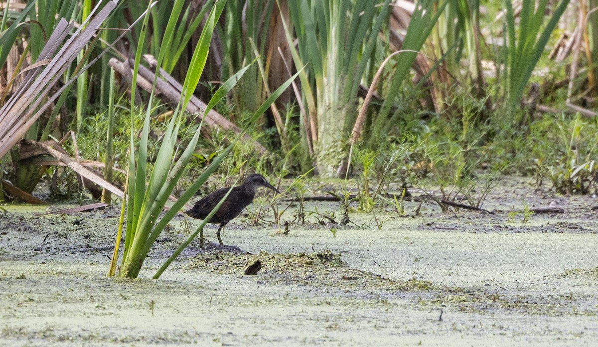 Virginia Rail (Virginia) - ML621492312