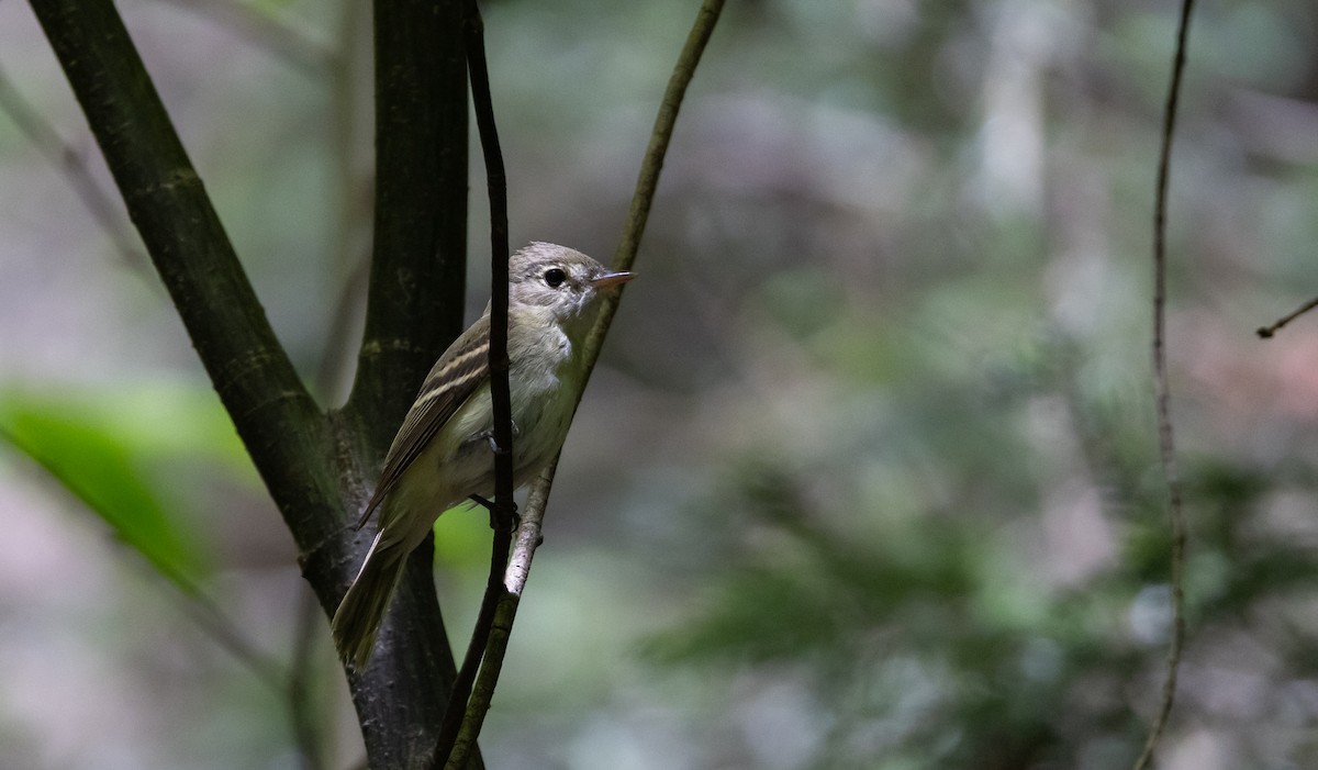 Acadian Flycatcher - ML621492361