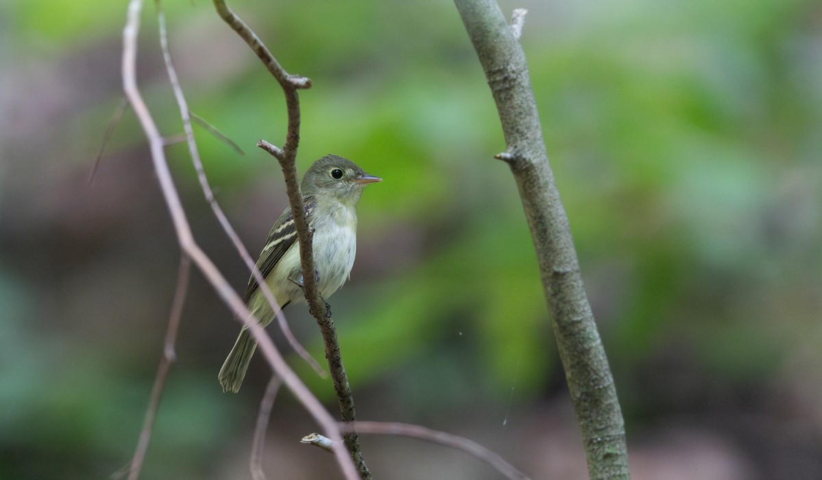 Acadian Flycatcher - ML621492371