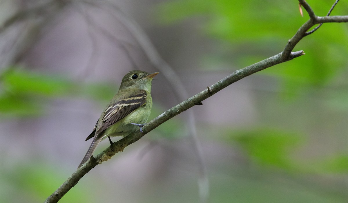 Acadian Flycatcher - ML621492373