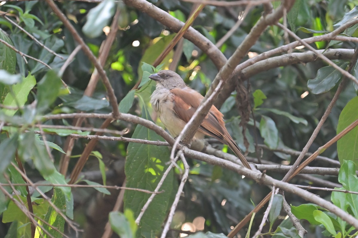 Northern Gray-headed Sparrow - Eileen Gibney