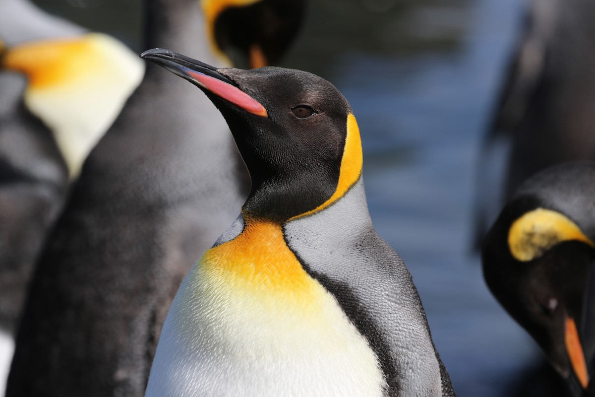 King Penguin - ML621492475