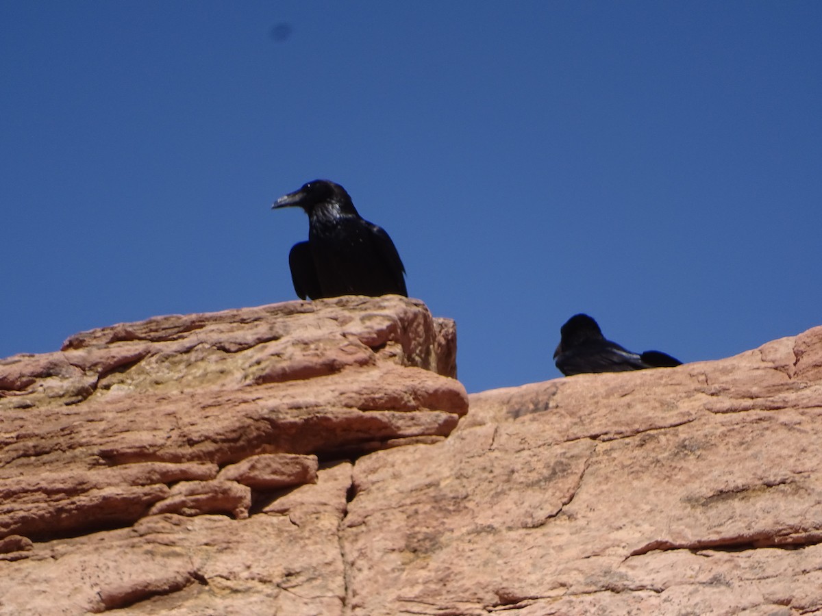 Common Raven - ML621492660