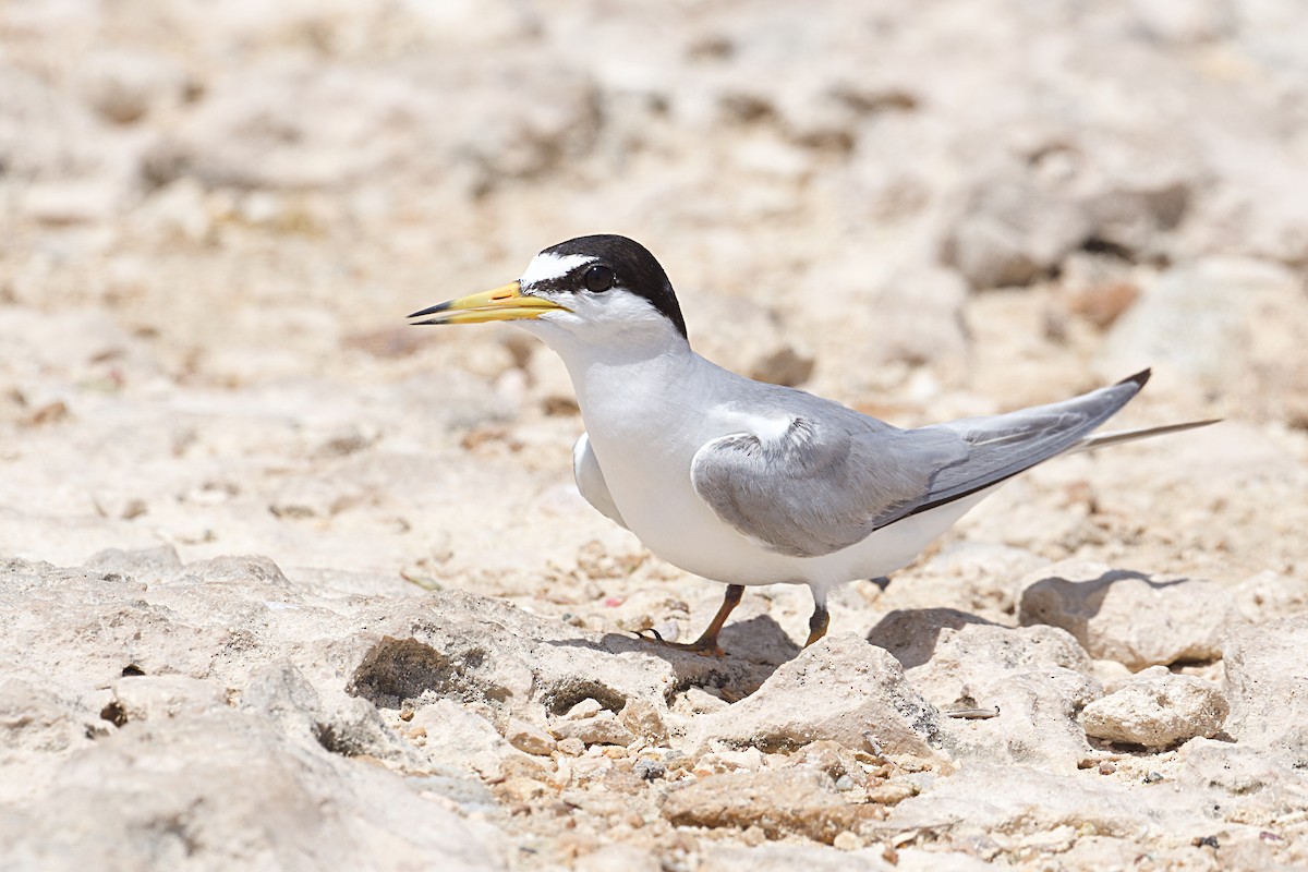 Least Tern - ML621492664