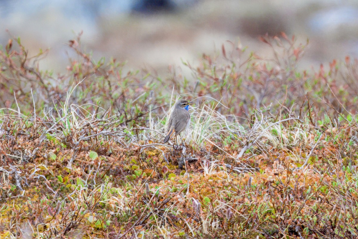 Bluethroat - ML621492716