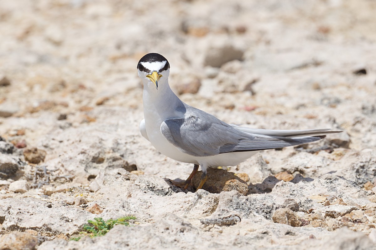 Least Tern - ML621492739