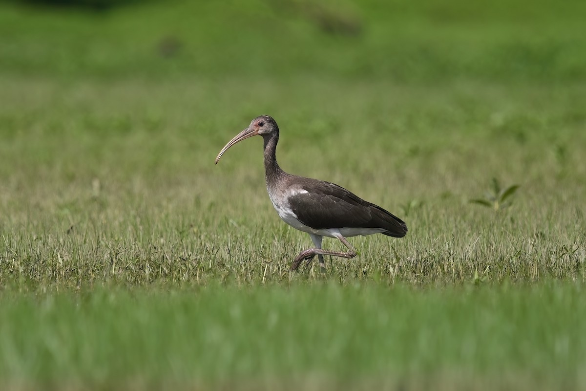 White Ibis - ML621492836