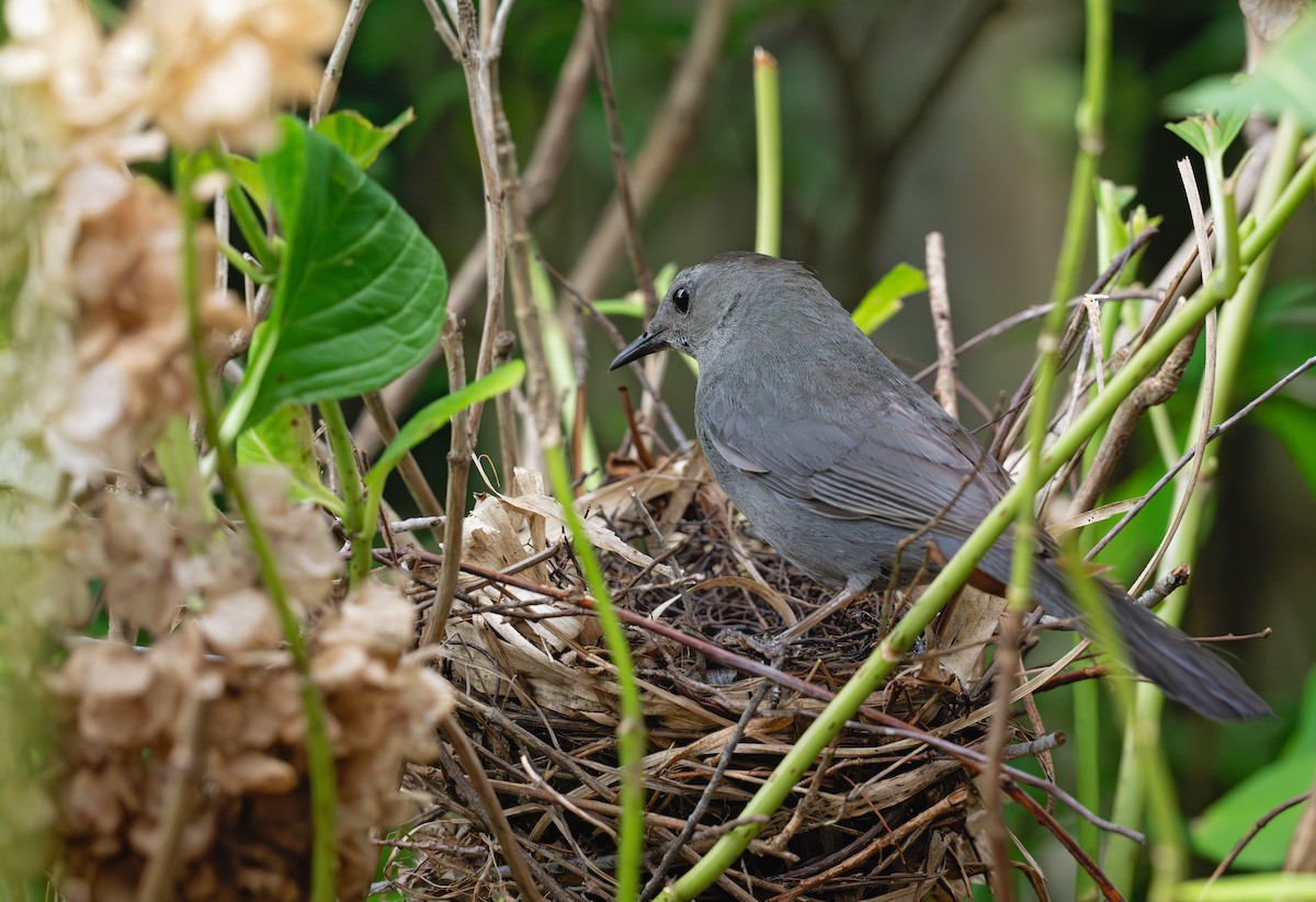 Gray Catbird - Karen Szafrajda