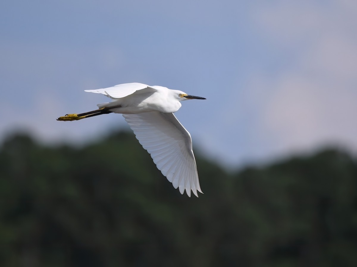 Snowy Egret - ML621492855
