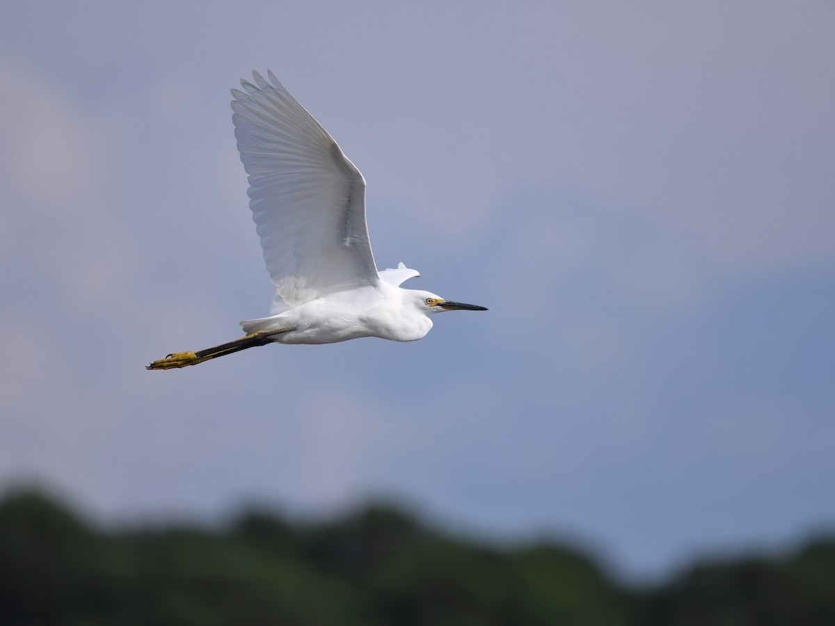 Snowy Egret - ML621492857