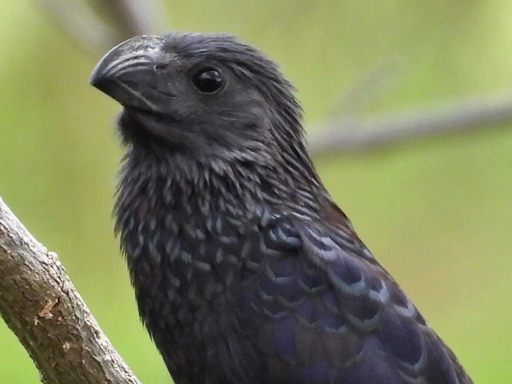 Groove-billed Ani - ML621492882