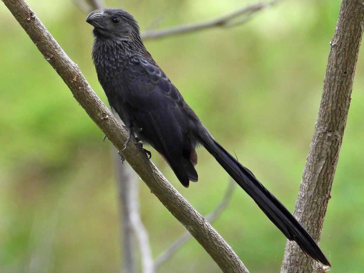 Groove-billed Ani - ML621492884