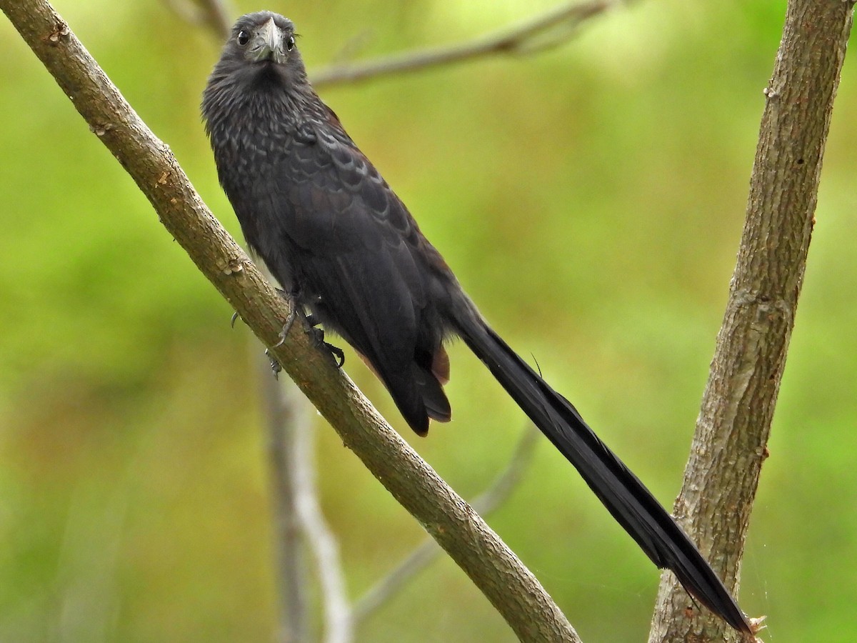 Groove-billed Ani - ML621492886