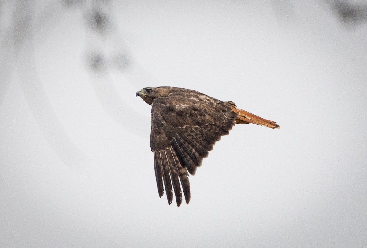 Red-tailed Hawk - ML621492927