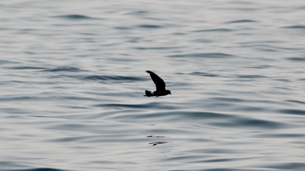 Wilson's Storm-Petrel - ML621492970