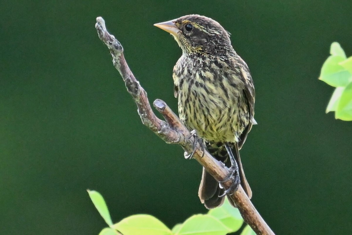 Red-winged Blackbird - Christiane Larose