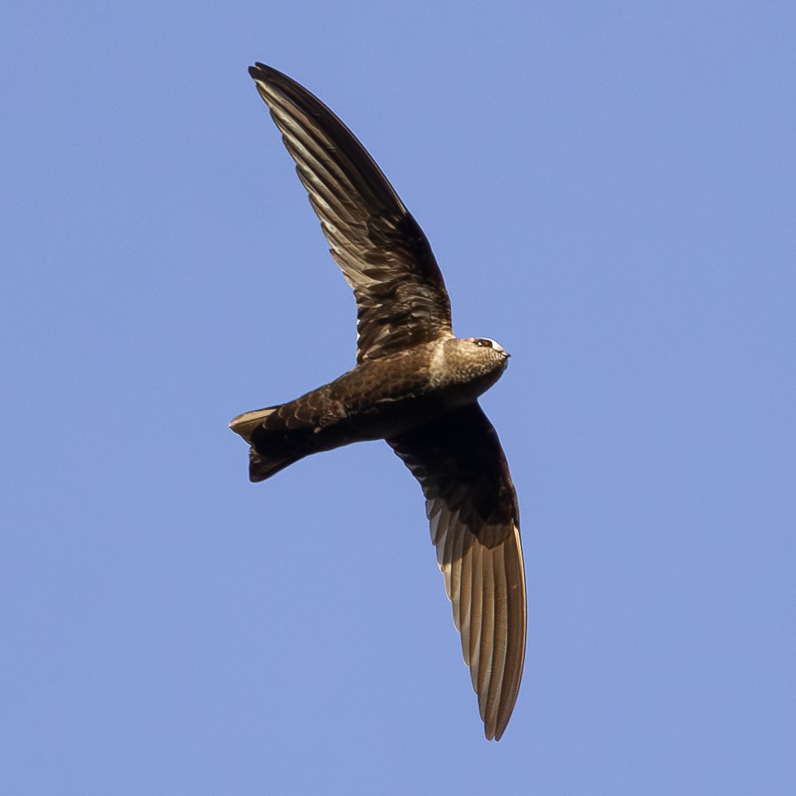 Black Swift - ML621493087