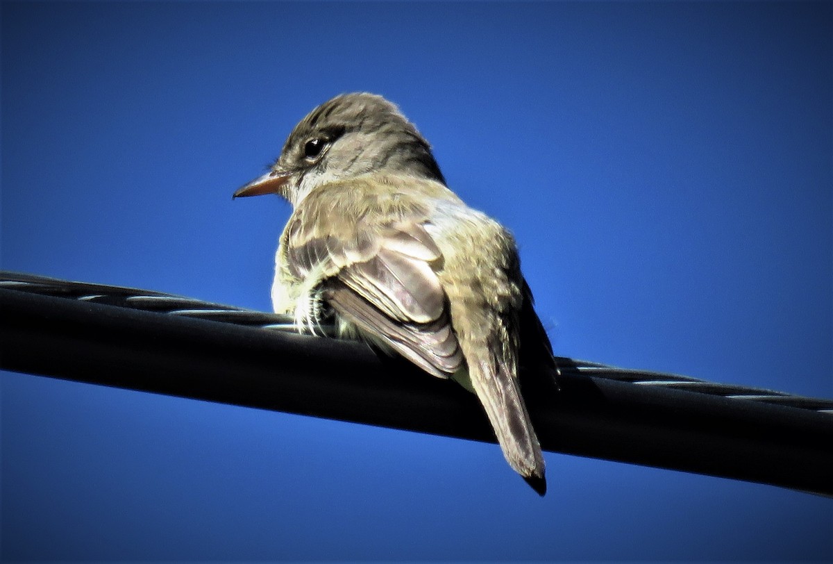 Willow Flycatcher - ML62149311