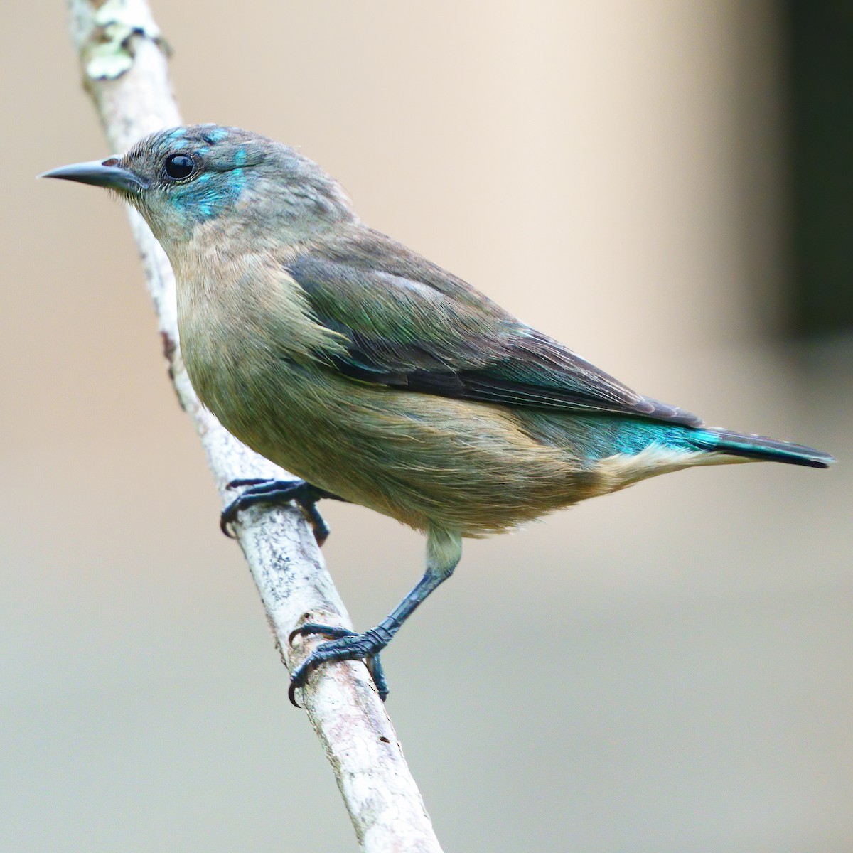 Black-legged Dacnis - ML621493143