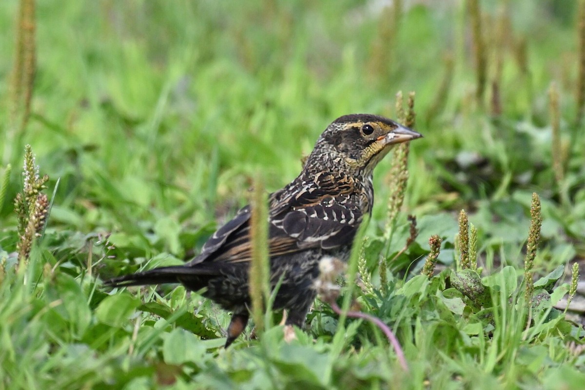 Red-winged Blackbird - ML621493163