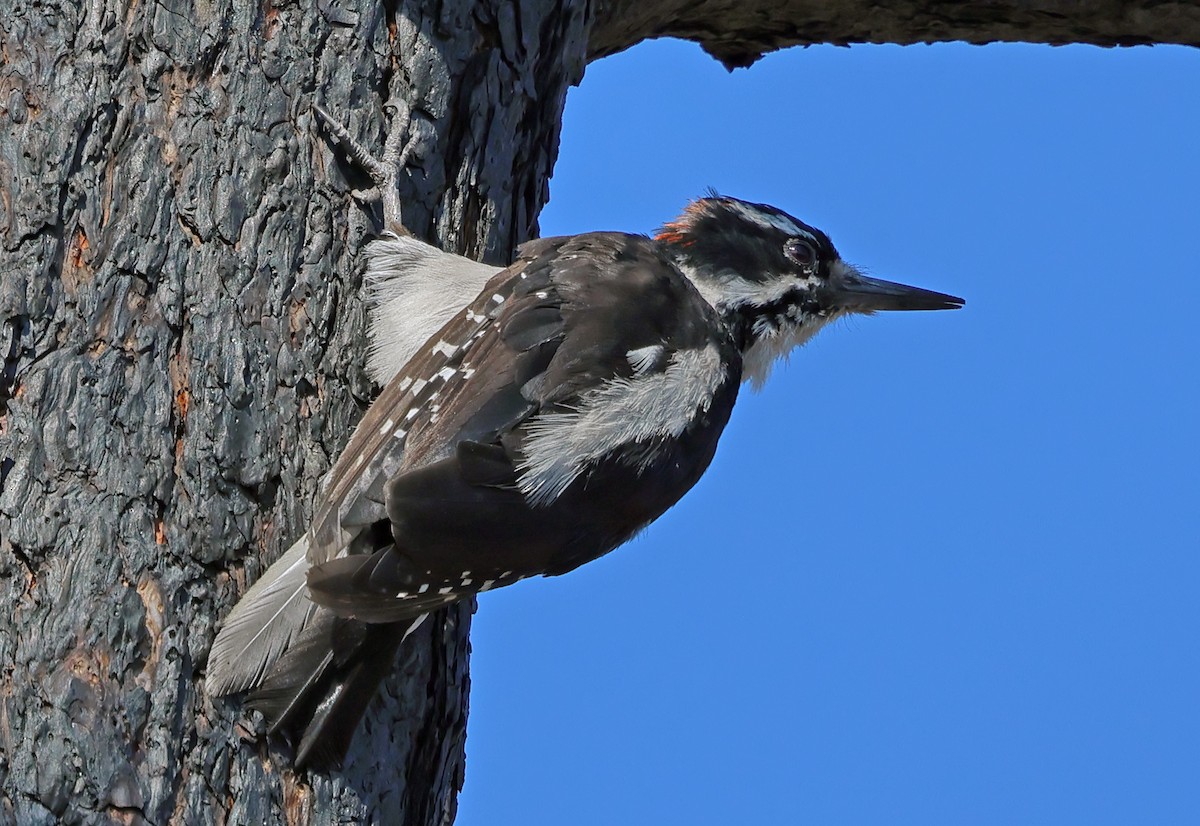 Hairy Woodpecker - ML621493179