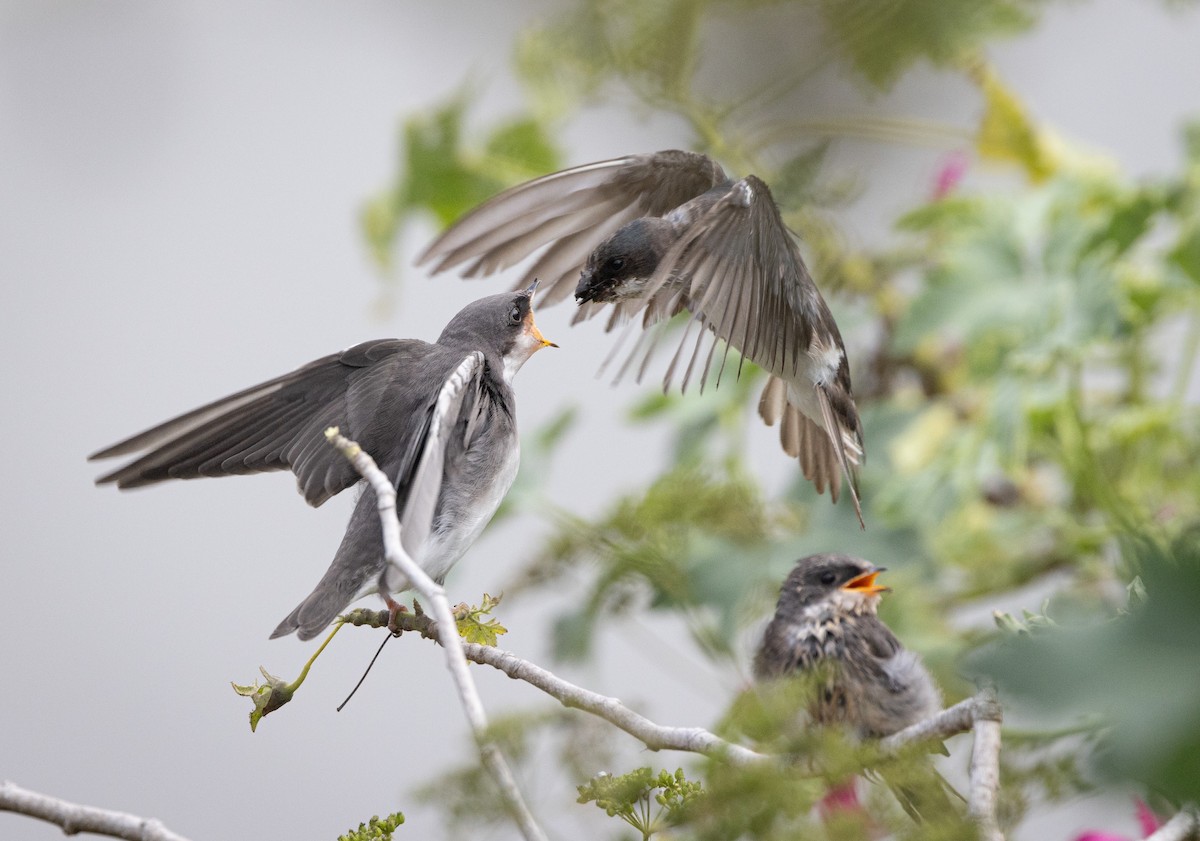 Tree Swallow - ML621493186