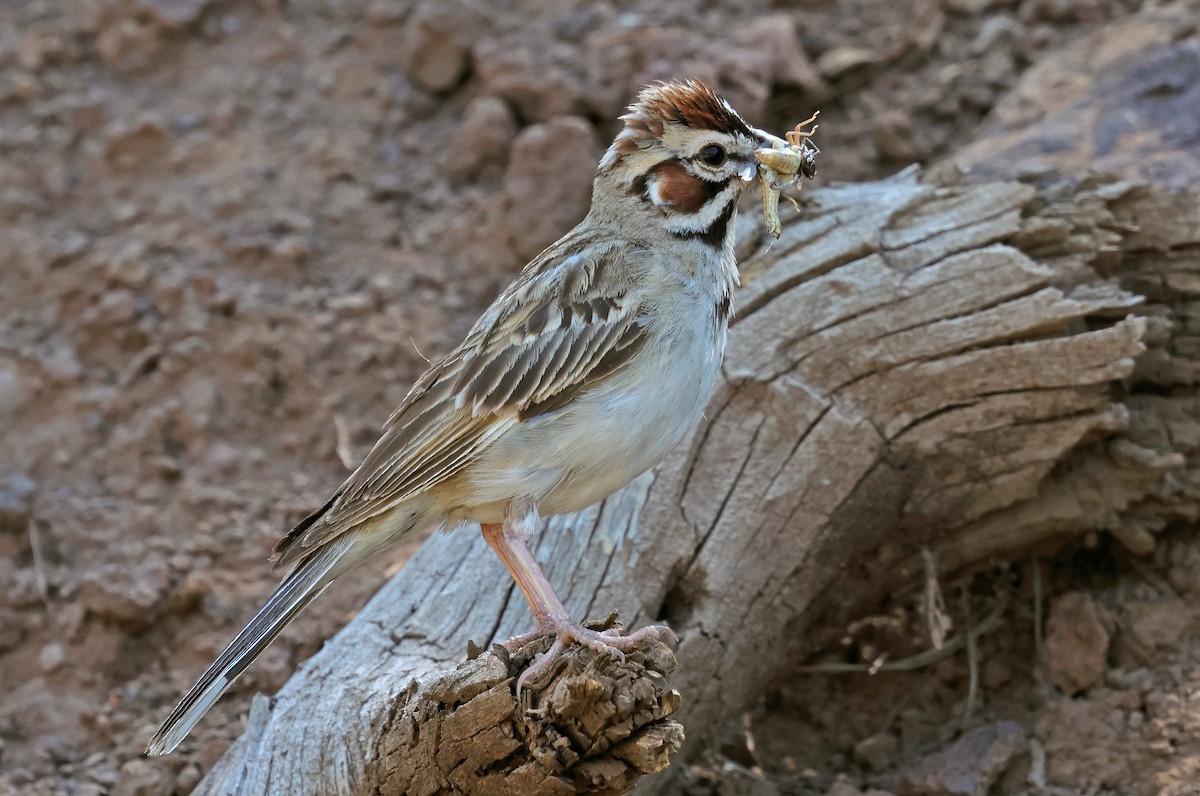 Lark Sparrow - ML621493231