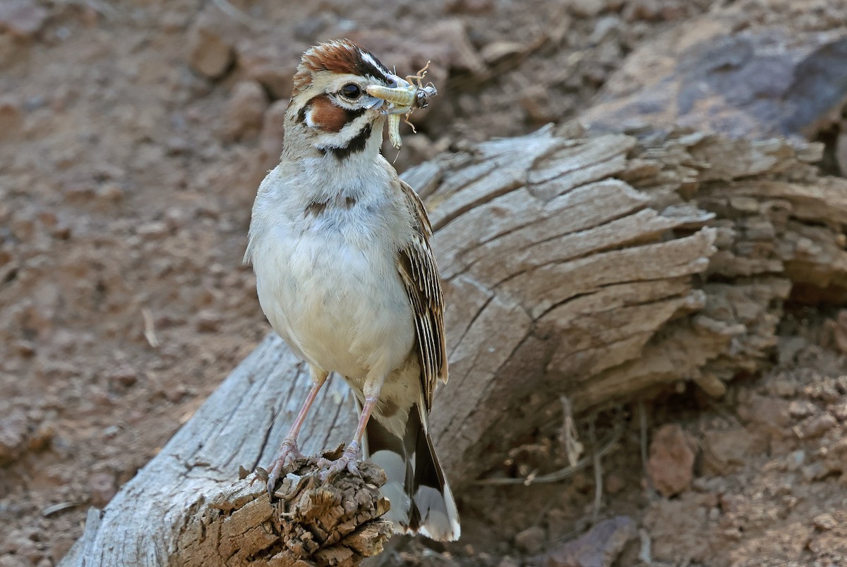 Lark Sparrow - ML621493237