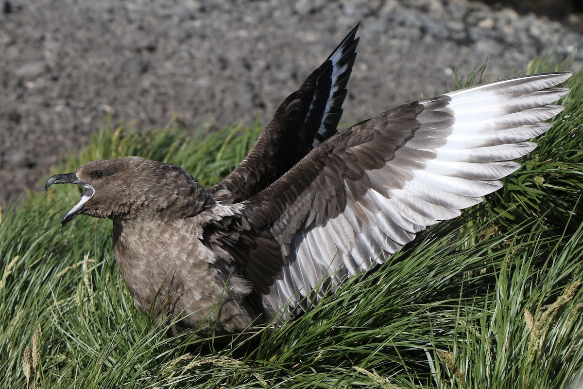 Brown Skua - ML621493265