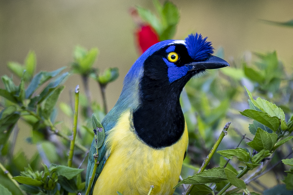 Green Jay - ML621493377