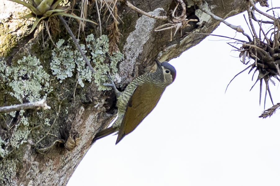 Golden-olive Woodpecker - César Agudelo