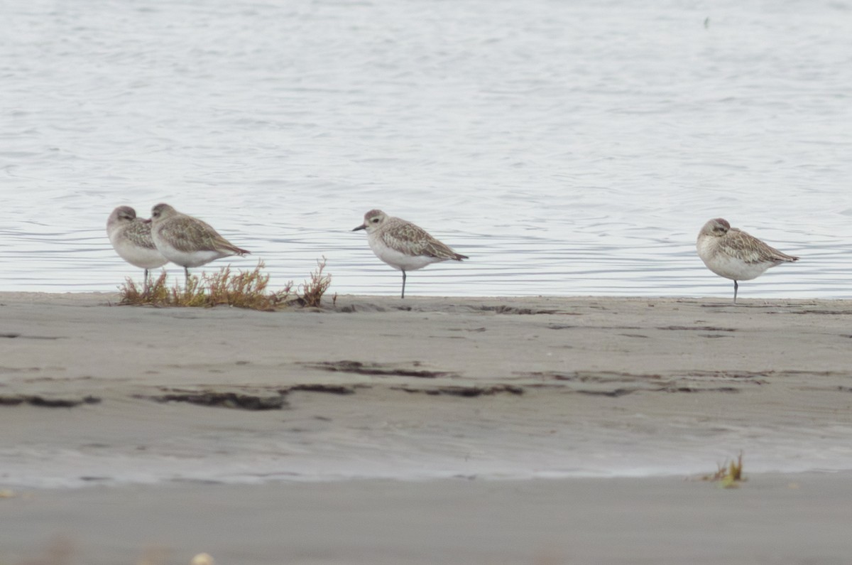 Black-bellied Plover - ML621493472