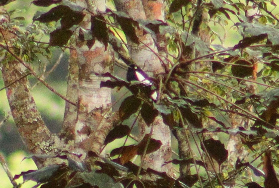 White-winged Cotinga - ML621493500