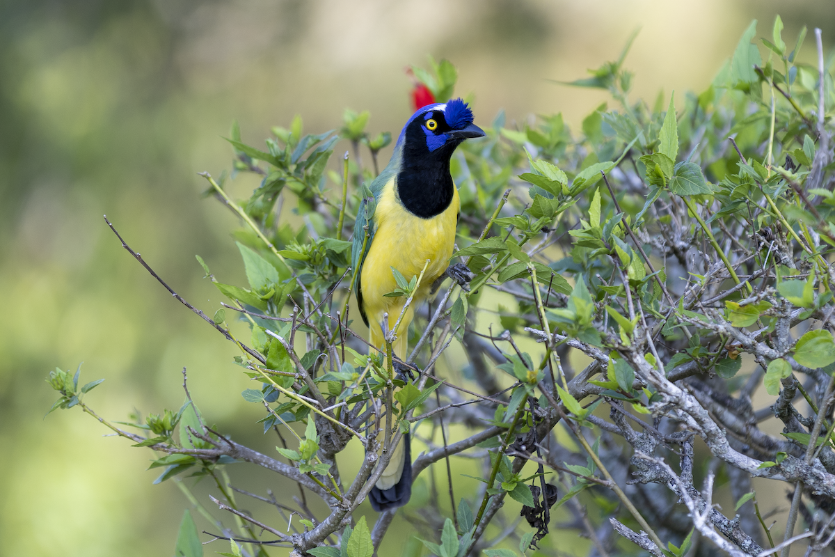 Green Jay - ML621493547