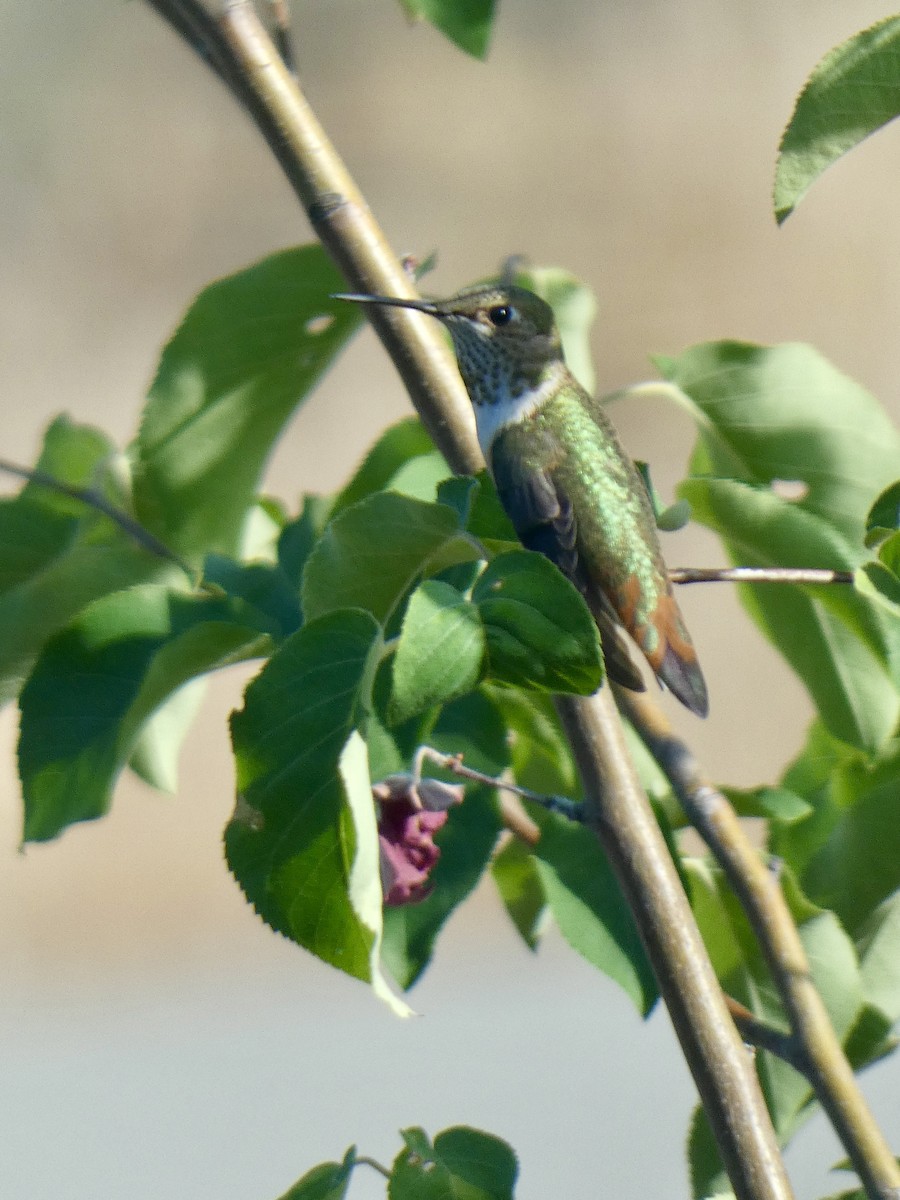 Rufous Hummingbird - s k