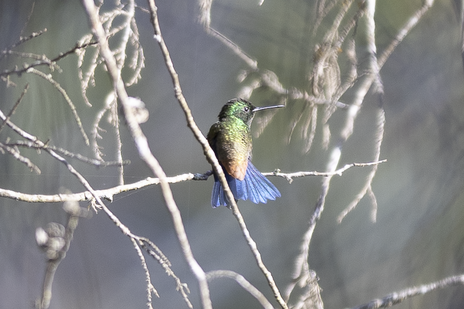 Copper-rumped Hummingbird - ML621493691