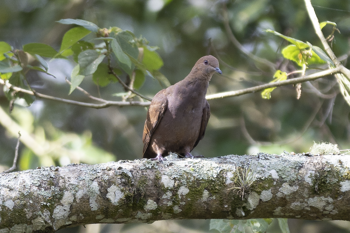 Ruddy Pigeon - ML621493709