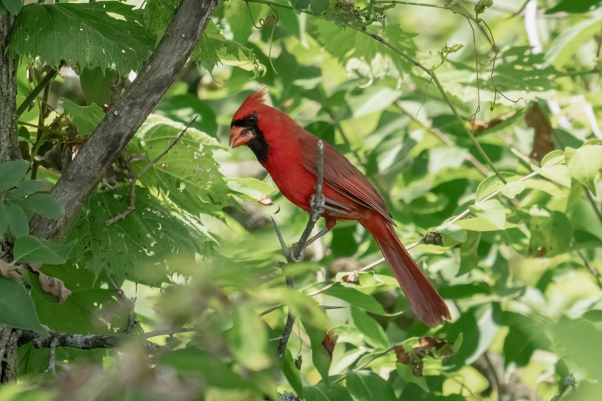 Northern Cardinal - ML621493755