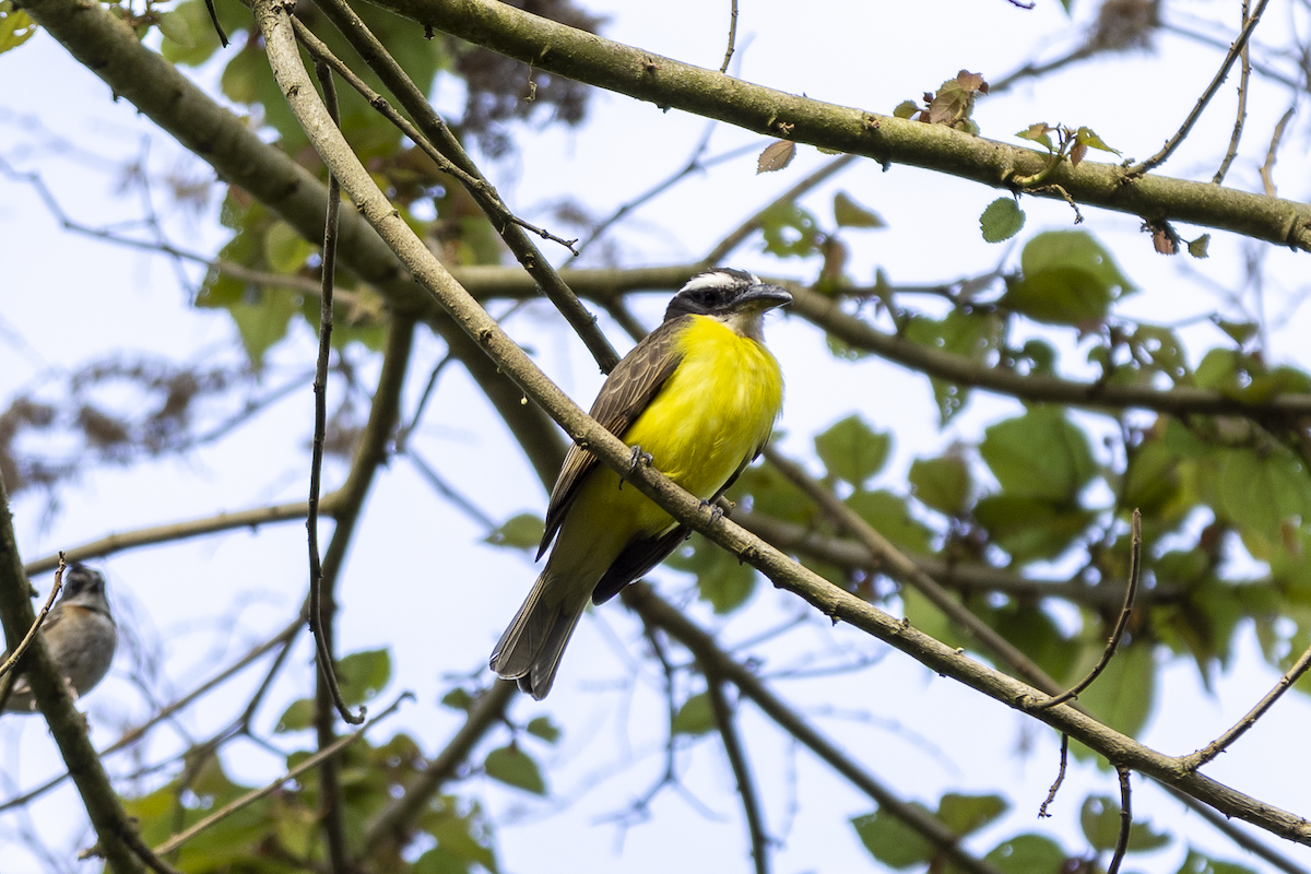 Boat-billed Flycatcher - ML621493775