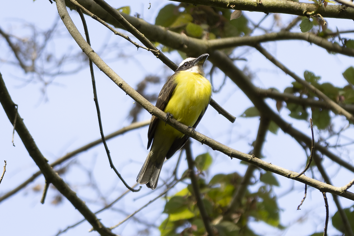 Boat-billed Flycatcher - ML621493776