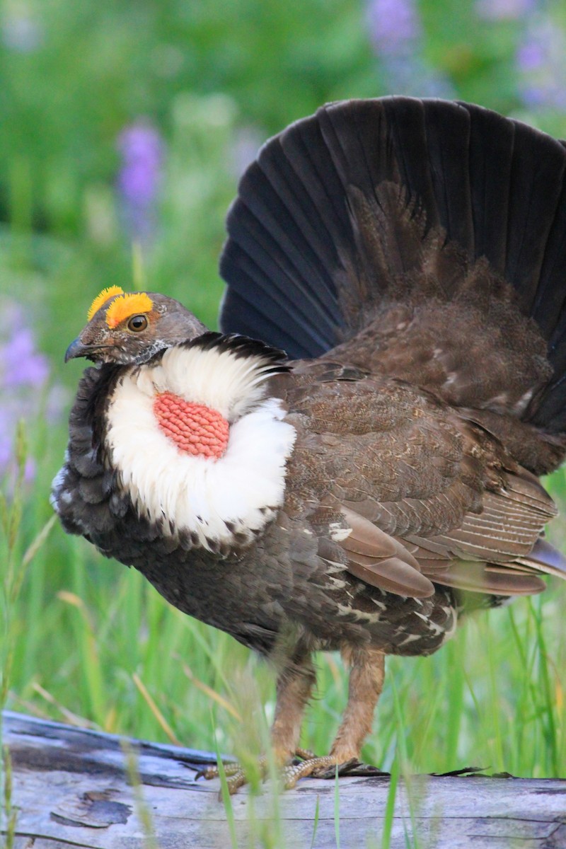 Dusky Grouse - ML621493792