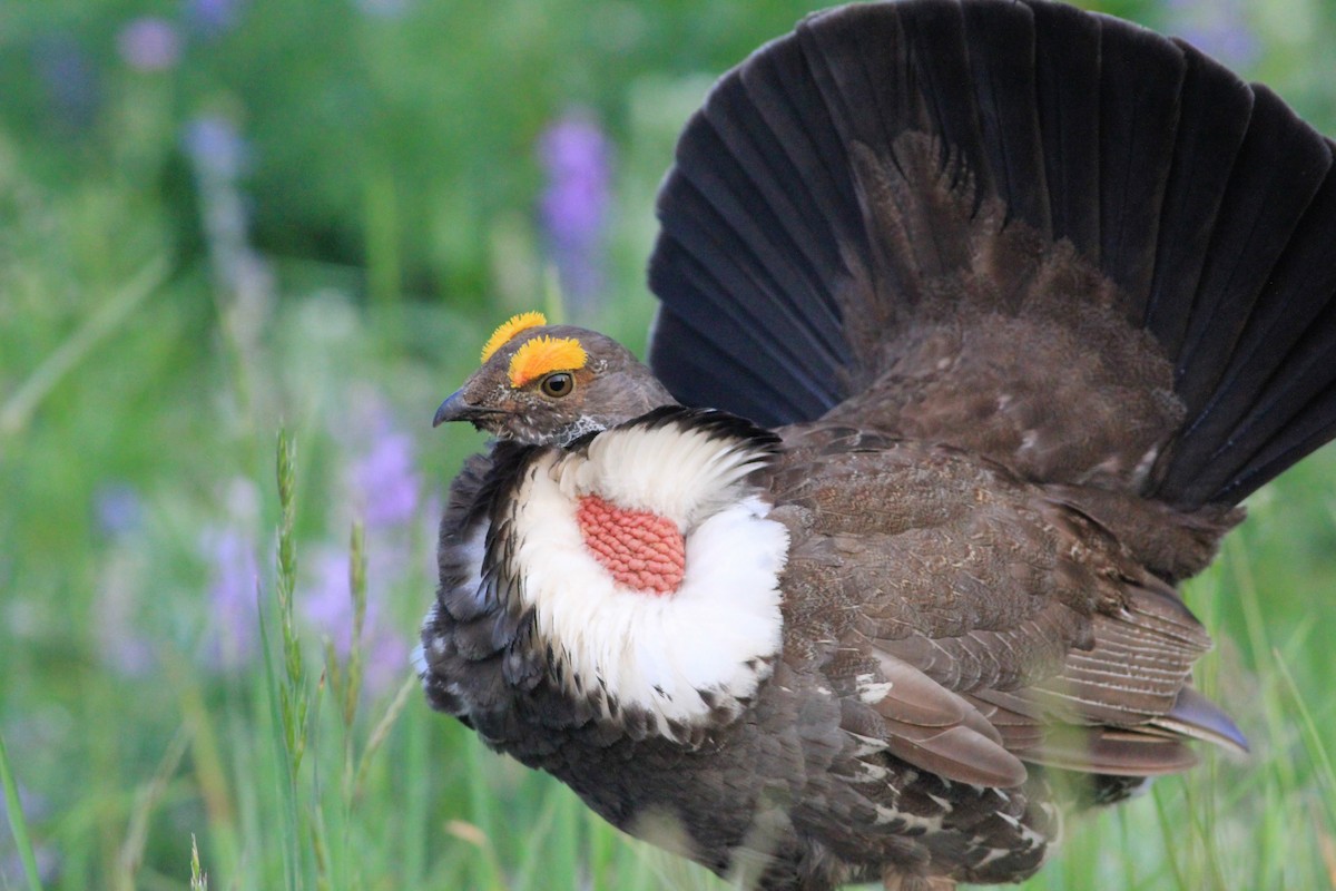 Dusky Grouse - ML621493794