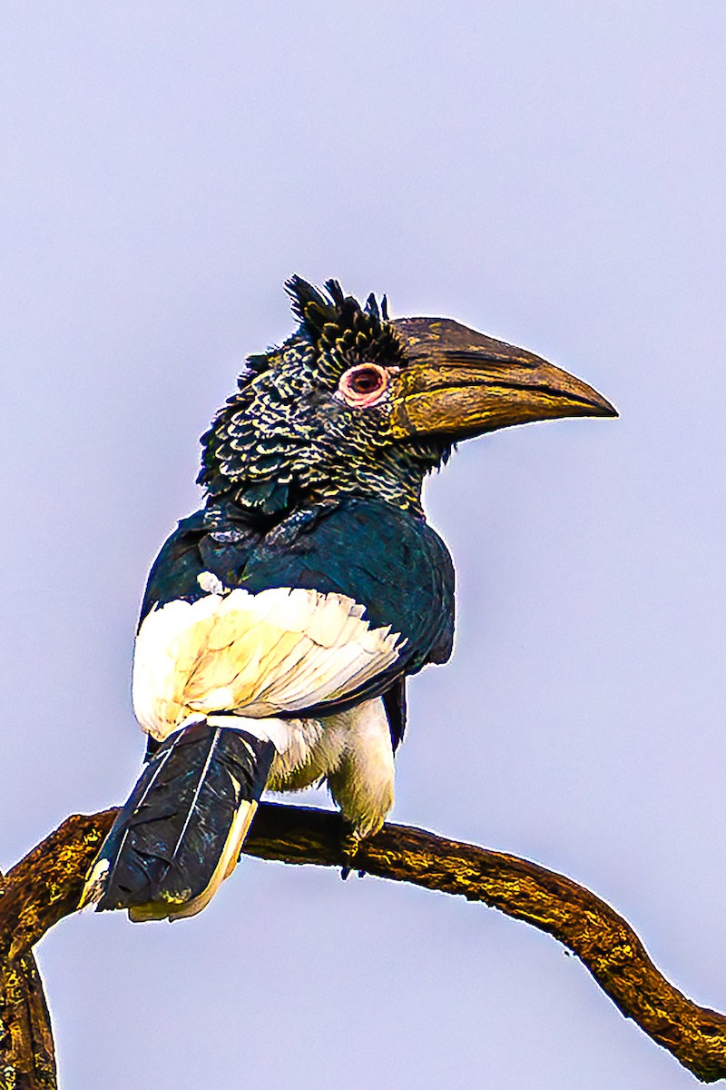 Black-and-white-casqued Hornbill - ML621493807