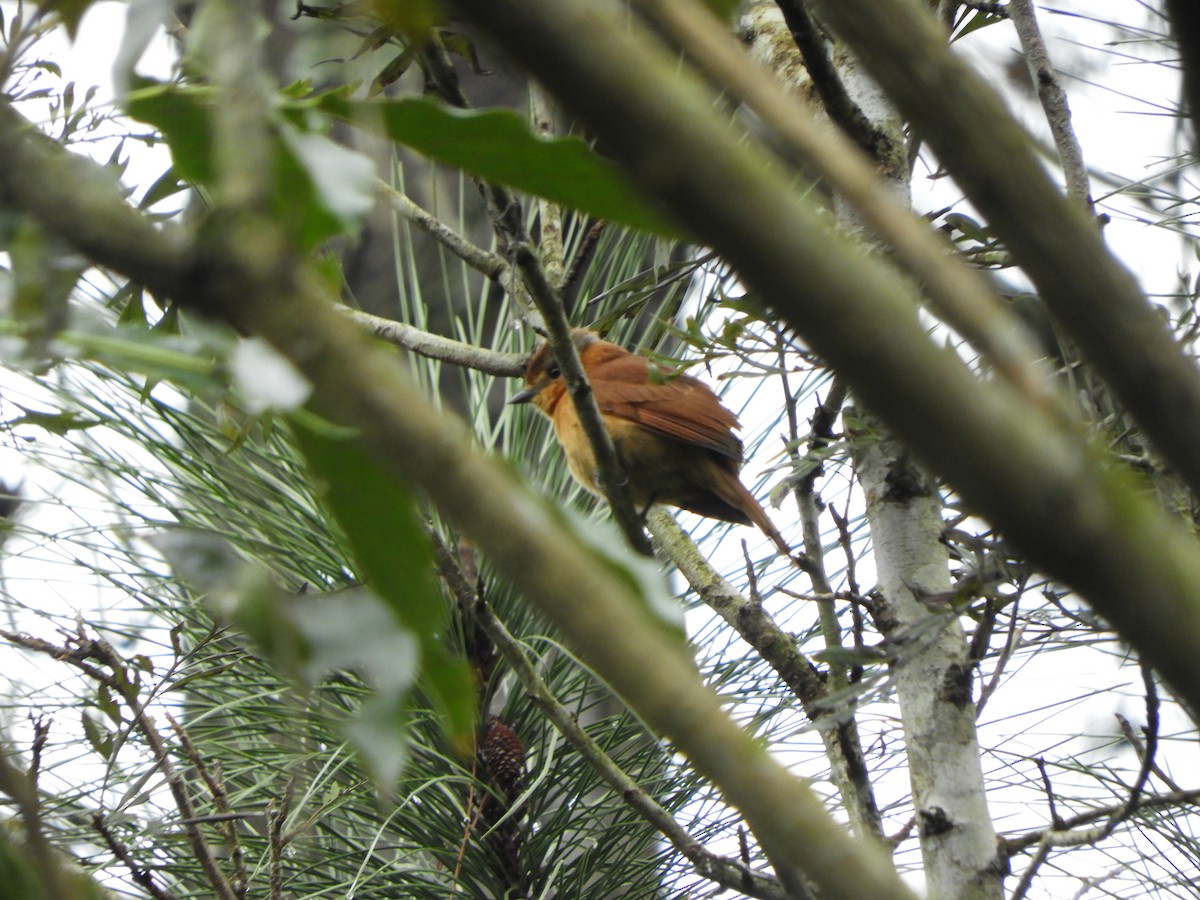 Bécarde à calotte rousse - ML621493809