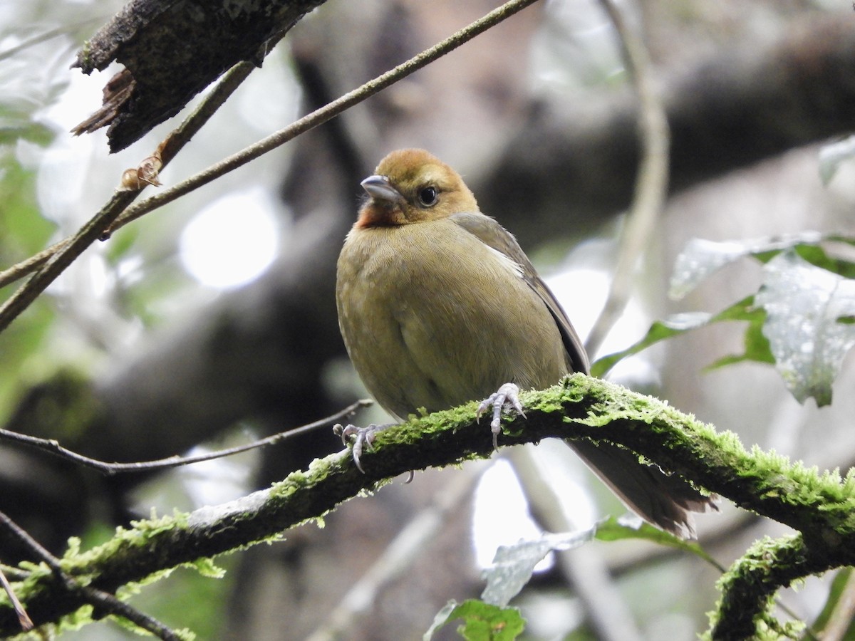 Chestnut-headed Tanager - ML621493823