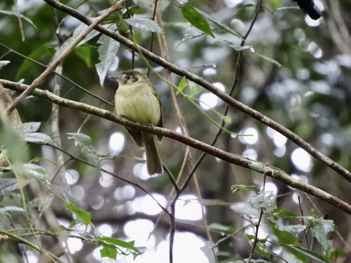Sepia-capped Flycatcher - ML621493882