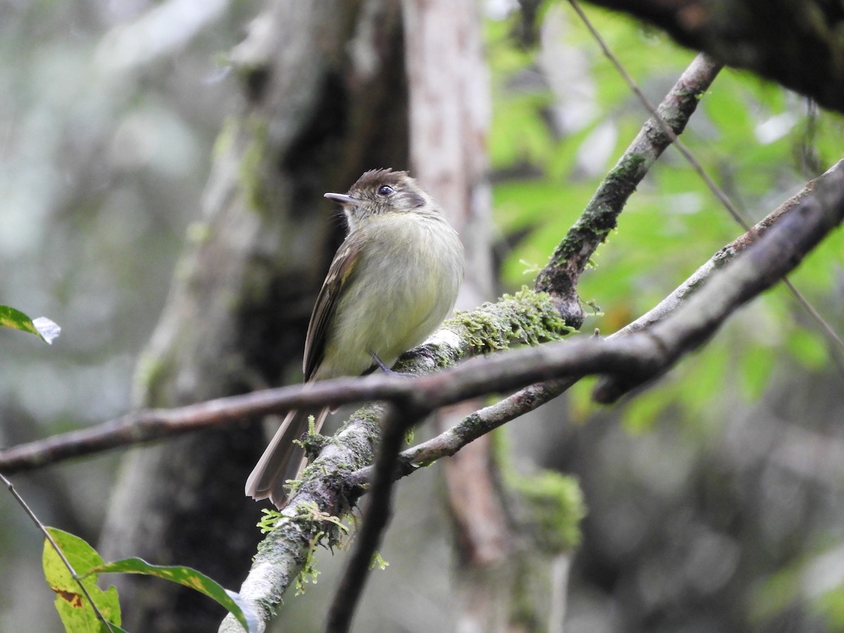 Sepia-capped Flycatcher - ML621493883