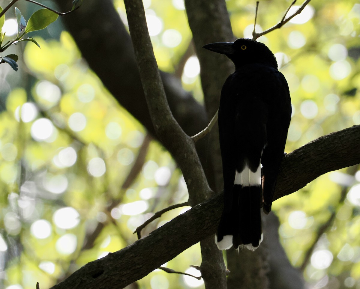 Pied Currawong - ML621493887
