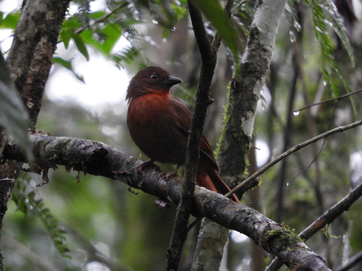Red-crowned Ant-Tanager - ML621493896