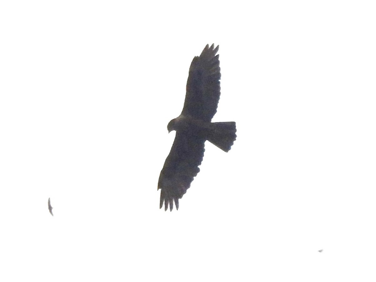 Rufous-bellied Eagle - ML621493902